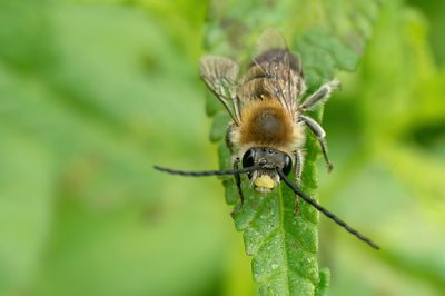 Eucera longicornis / Gewone langhoornbij