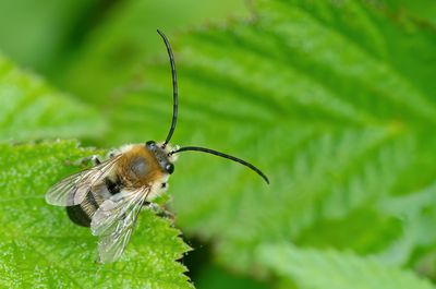Eucera longicornis / Gewone langhoornbij