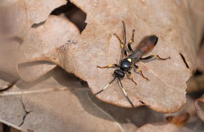 Ichneumon confusor