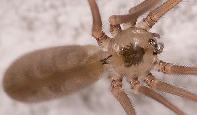 Pholcus phalangioides / Grote trilspin