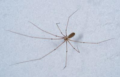 Pholcus phalangioides / Grote trilspin