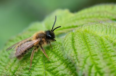 Andrena scotica / Meidoornzandbij