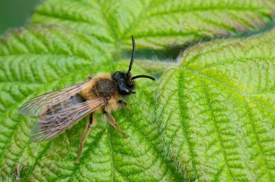 Andrena scotica / Meidoornzandbij
