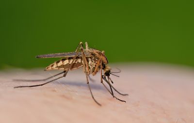 Culex pipiens / Gewone steekmug
