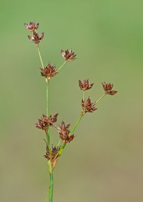 Juncus articulatus L. / Zomprus