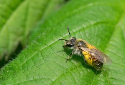 Andrena ventralis / Roodbuikje