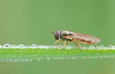 Melanostoma mellinum / Gewone driehoekzweefvlieg