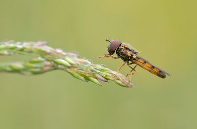 Melanostoma mellinum / Gewone driehoekzweefvlieg