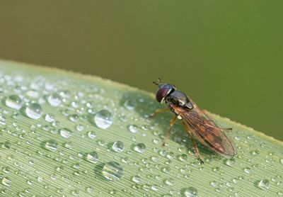 Melanostoma mellinum / Gewone driehoekzweefvlieg