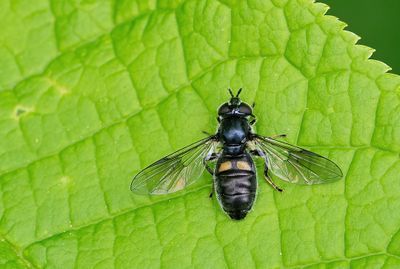 Pipiza noctiluca  / Grofgestippelde platbek 