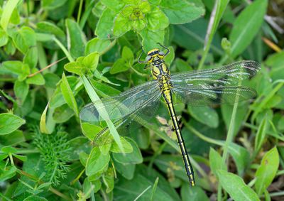 Western Clubtail / Plasrombout