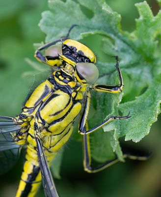 Western Clubtail / Plasrombout