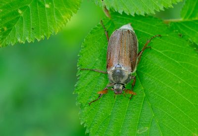 Common cockchafer / Meikever