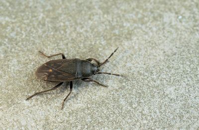Megalonotus chiragra / Gewone grootrug 