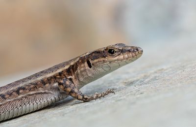 Pelasgian Rock Lizard / Anatololacerta pelasgiana