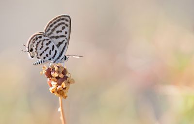 Little tiger blue / Klein christusdoornblauwtje