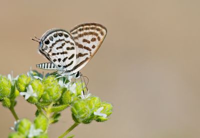 Little tiger blue / Klein christusdoornblauwtje