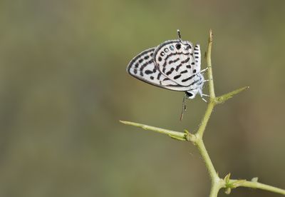 Little tiger blue / Klein christusdoornblauwtje