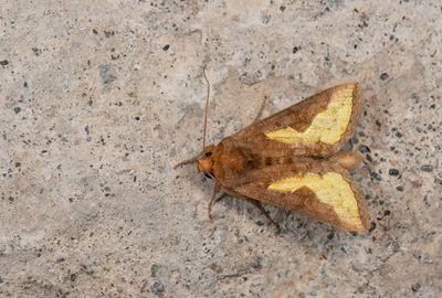 Thysanoplusia orichalcea / Zuidelijke koperuil