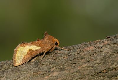 Thysanoplusia orichalcea / Zuidelijke koperuil