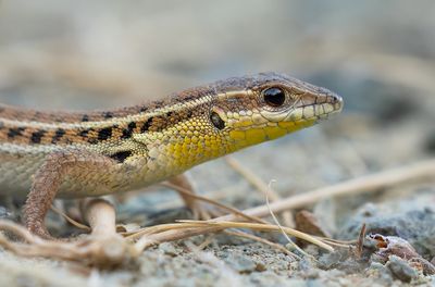 Slangooghagedis / Snake eye lizard