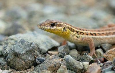 Slangooghagedis / Snake eye lizard