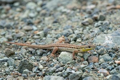 Slangooghagedis / Snake eye lizard