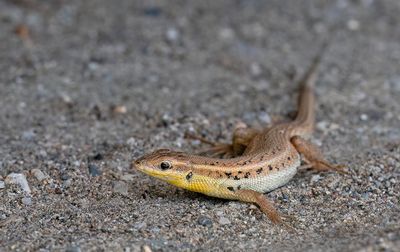 Slangooghagedis / Snake eye lizard