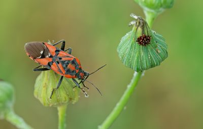 Spilostethus pandurus / Pandoerridderwants