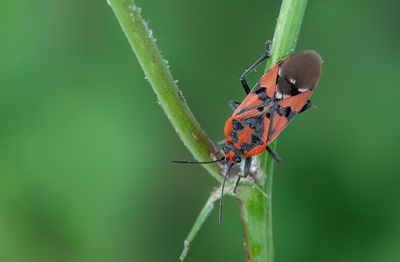 Spilostethus pandurus / Pandoerridderwants