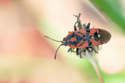 Spilostethus pandurus / Pandoerridderwants
