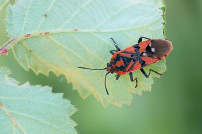 Spilostethus pandurus / Pandoerridderwants