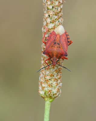 Carpocoris mediterraneus