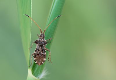Centrocoris spiniger
