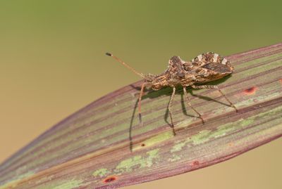 Centrocoris spiniger