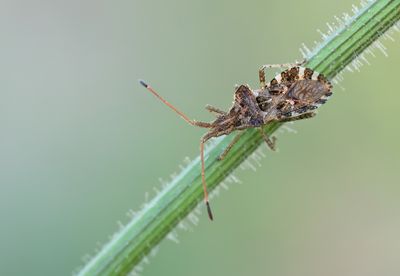 Centrocoris spiniger