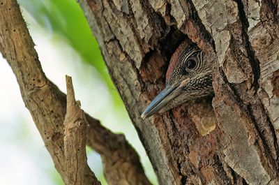 European green woodpecker / Groene specht