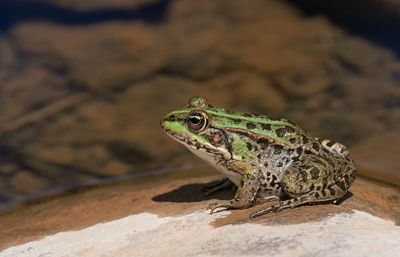 Levant water frog / Levantijnse Meerkikker
