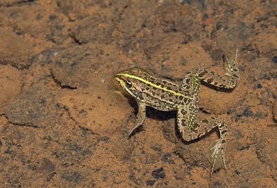 Levant water frog / Levantijnse Meerkikker
