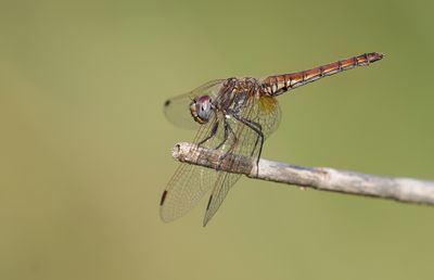 Violet dropwing / Purperlibel 