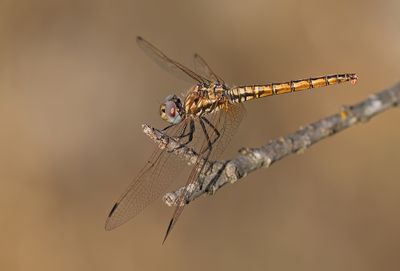 Violet dropwing / Purperlibel 