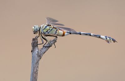 Gomphidae (Clubtail Dragonflies / Rombouten)