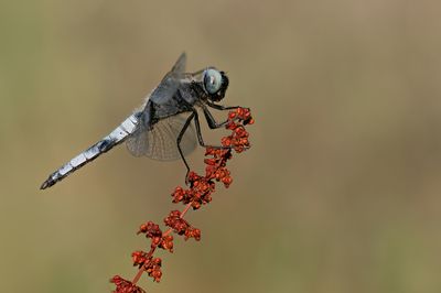 Scarce chaser / Bruine korenbout