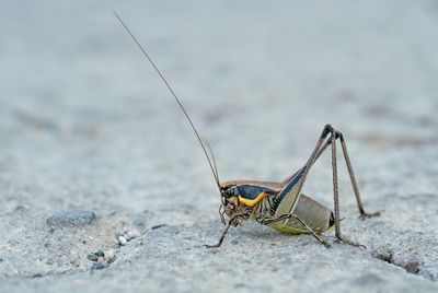 Eupholidoptera smyrnensis