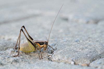 Eupholidoptera smyrnensis