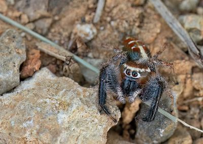 Thyene imperialis 