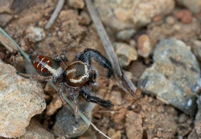 Thyene imperialis 
