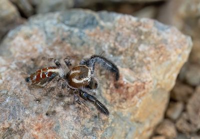 Thyene imperialis 