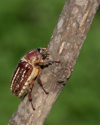 Anoxia orientalis