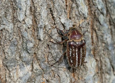 Anoxia orientalis